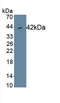 PLSCR2 Antibody (C5)