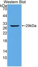 Titin Antibody (C1)