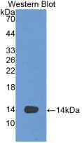 VEGF-D Antibody (2-2#)