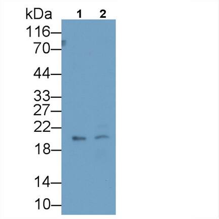 IGFBP-4 Antibody (C15)