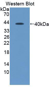 CXCL12/SDF-1 Antibody (C3)