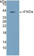 Amphiregulin Antibody (A6)