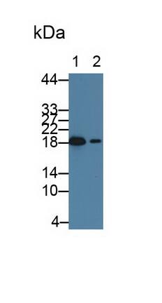 HSP20/HSPB6 Antibody (C9)