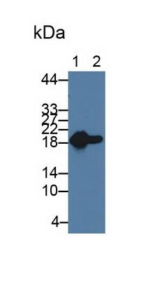 HSP20/HSPB6 Antibody (C1)