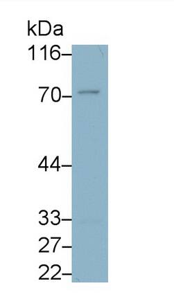 CD300a/LMIR1 Antibody (C4)