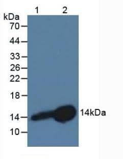 Cystatin B/Stefin B Antibody (C7)