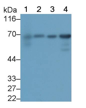 T Plastin Antibody (C4)