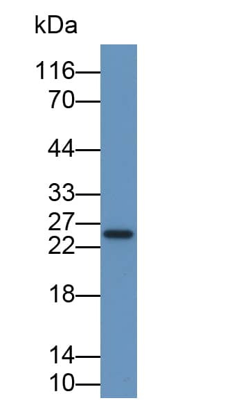 IFN-alpha 2 Antibody (D4)