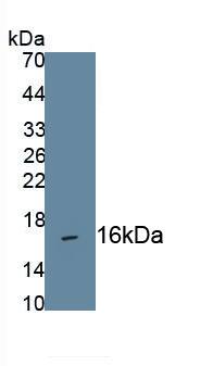 CNP/NPPC Antibody (C5)