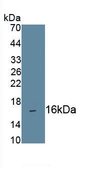 CD160 Antibody (C1)