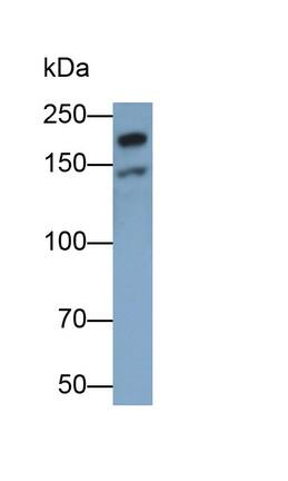 Laminin beta 1 Antibody (C1)