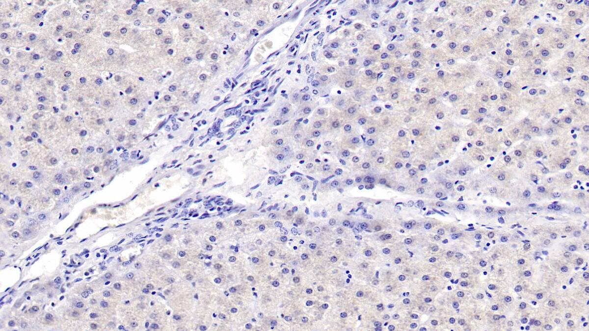 ERAF Antibody (C3)