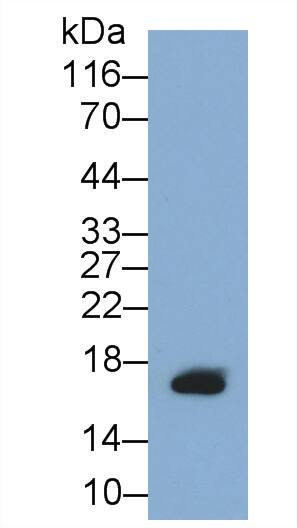 GIP Antibody (C2)