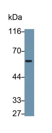 CD300a/LMIR1 Antibody (C12)