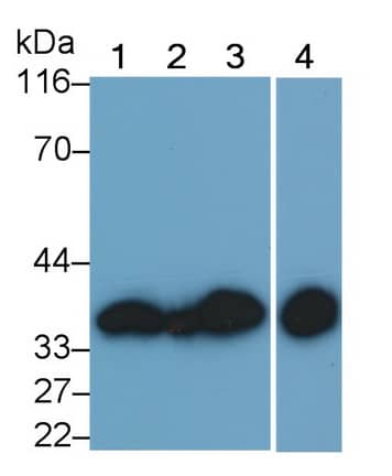 Annexin V Antibody (C13)