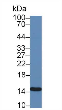 Galectin-2 Antibody (C6)