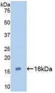 Galectin-7 Antibody (C2)