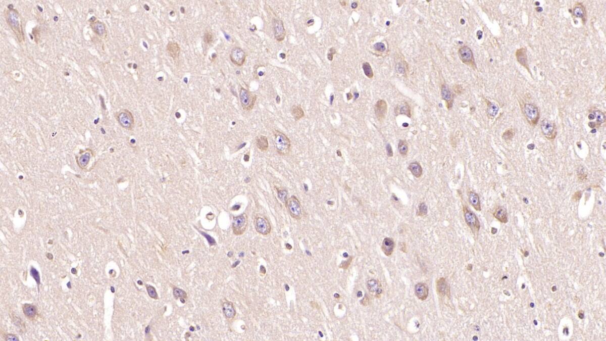 MOG Antibody (C1)