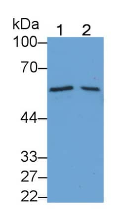 BMP-6 Antibody (D2)