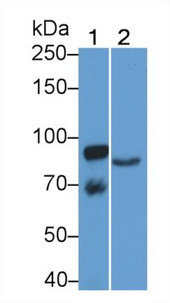 ABP1/AOC1 Antibody (C3)