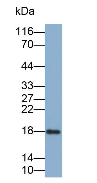 RNASE3 Antibody (C3)