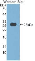 DNASE1 Antibody (7#)