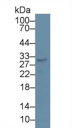 CD300c Antibody (C2)