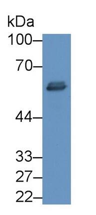 t-Plasminogen Activator/tPA Antibody (C10)