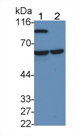 t-Plasminogen Activator/tPA Antibody (L3)