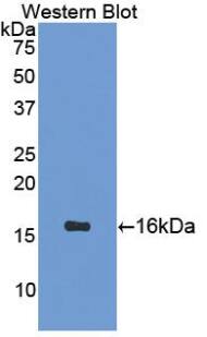Secretin Antibody