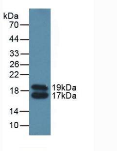 Apolipoprotein C4 Antibody