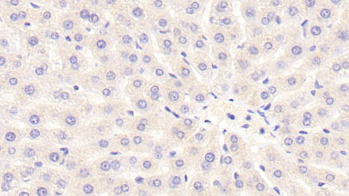 NOX3 Antibody