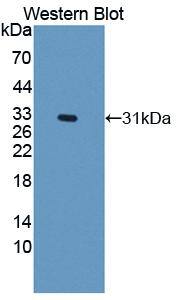 NOX3 Antibody