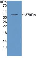 NUP214 Antibody