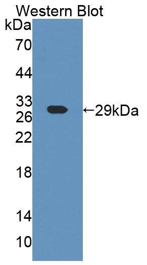 ART4 Antibody