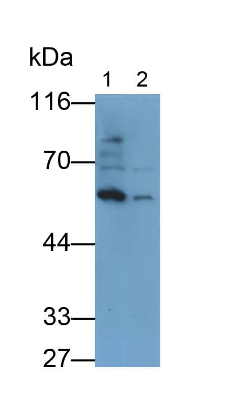 BMP-6 Antibody (D4)