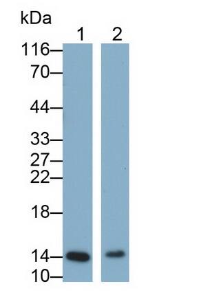 Galectin-7 Antibody (E4)