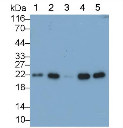 BID Antibody (C1)