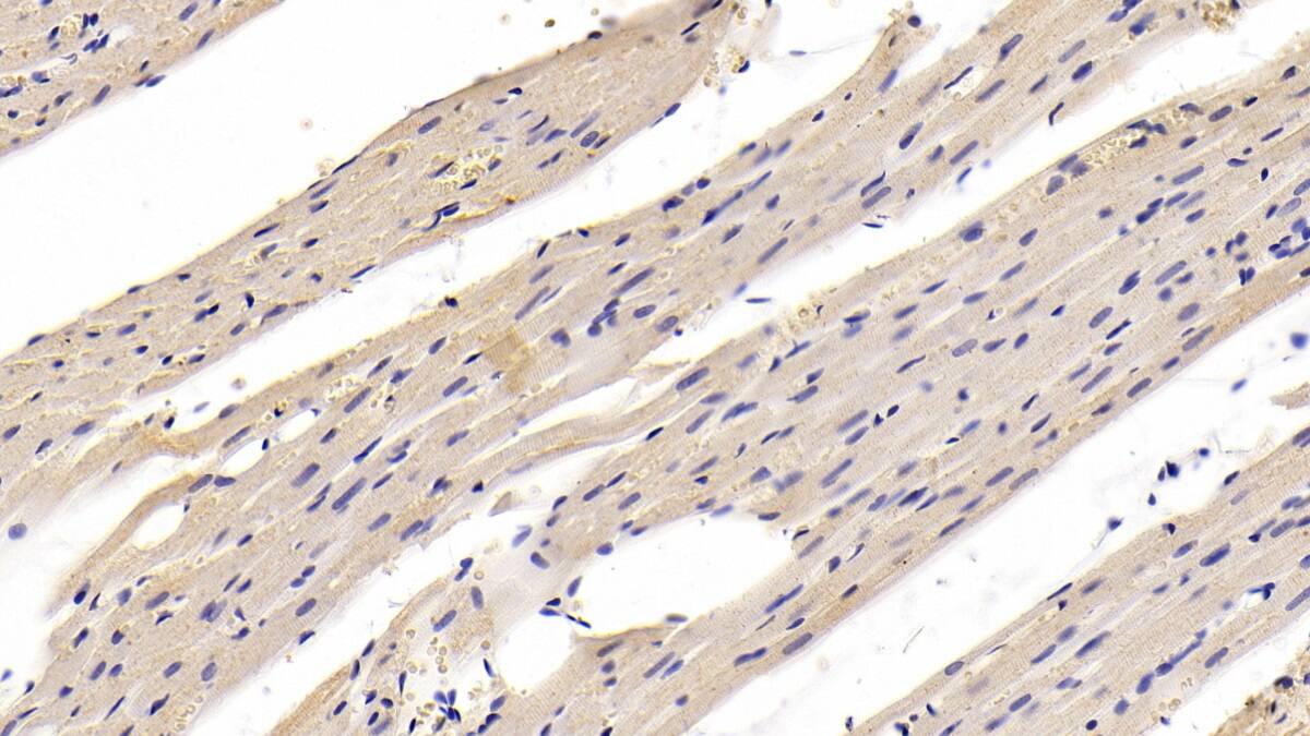 Myosin Heavy Chain 1 Antibody (C1)