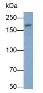 Laminin beta 1 Antibody (C2)