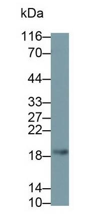 VIP Antibody (C1)