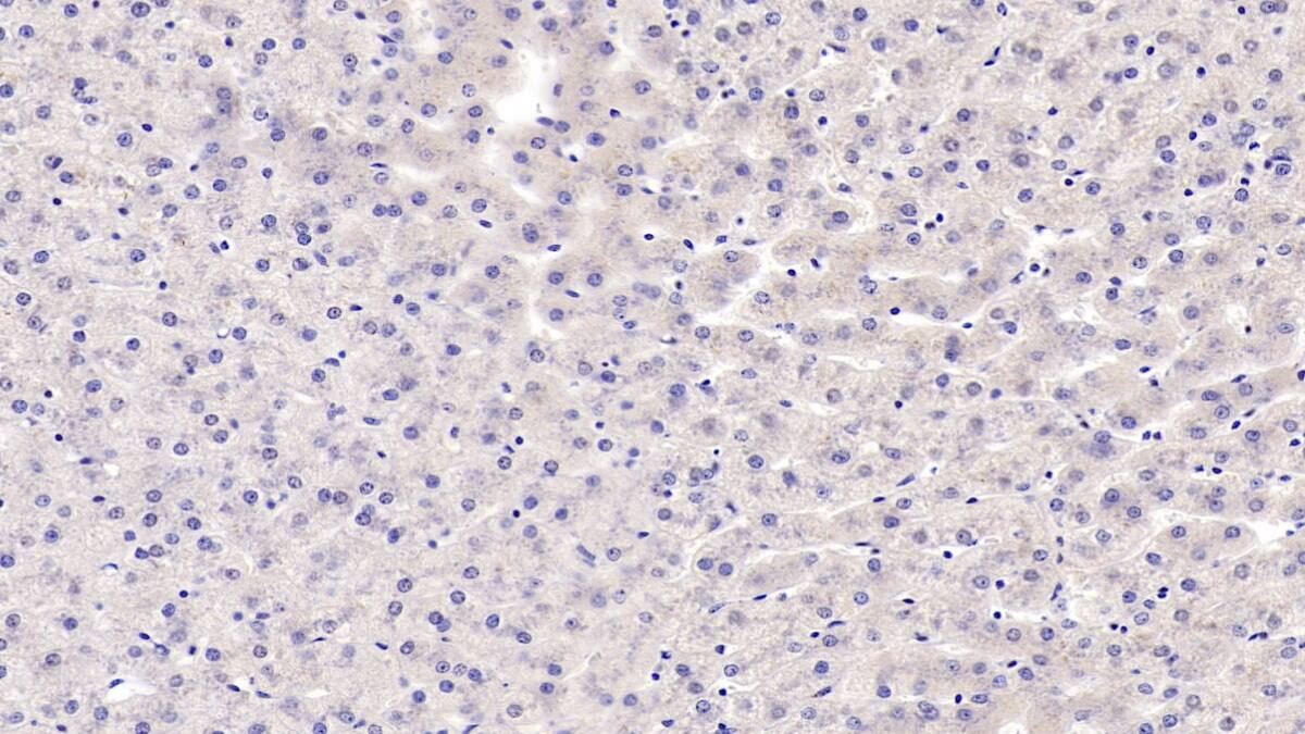 ERAF Antibody (C2)