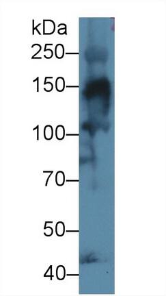 Collagen IV alpha3 Antibody