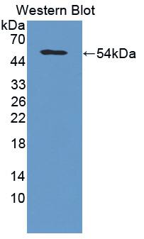 Collagen V alpha 2 Antibody