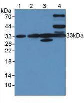 CLIC1 Antibody