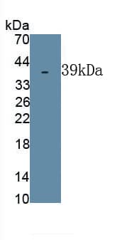 DSPP Antibody