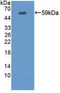 EVPL Antibody