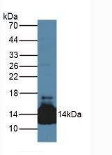 LACRT Antibody