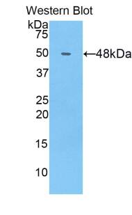 COL14A1 Antibody