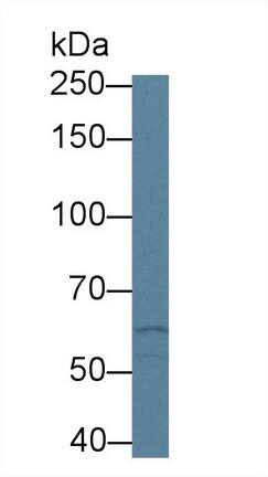 ABCA3 Antibody